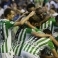 Liga 12/13 Betis-1 Espanyol-0